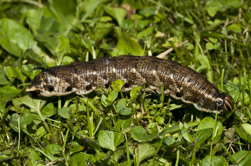 aiuto! un baco con un pungiglione e la testa da Vipera!!
